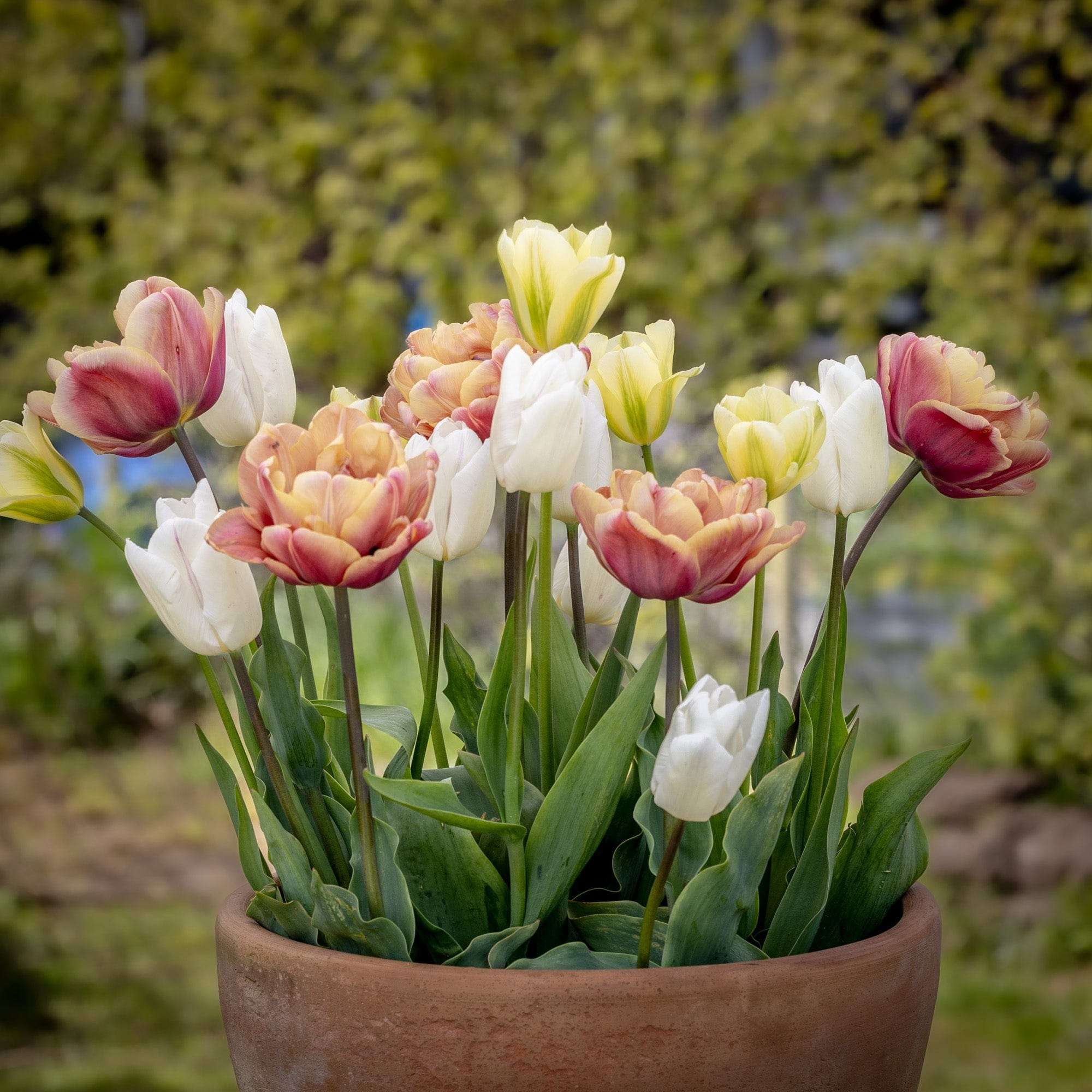 Tulpenmischung 'Antique Lemon'